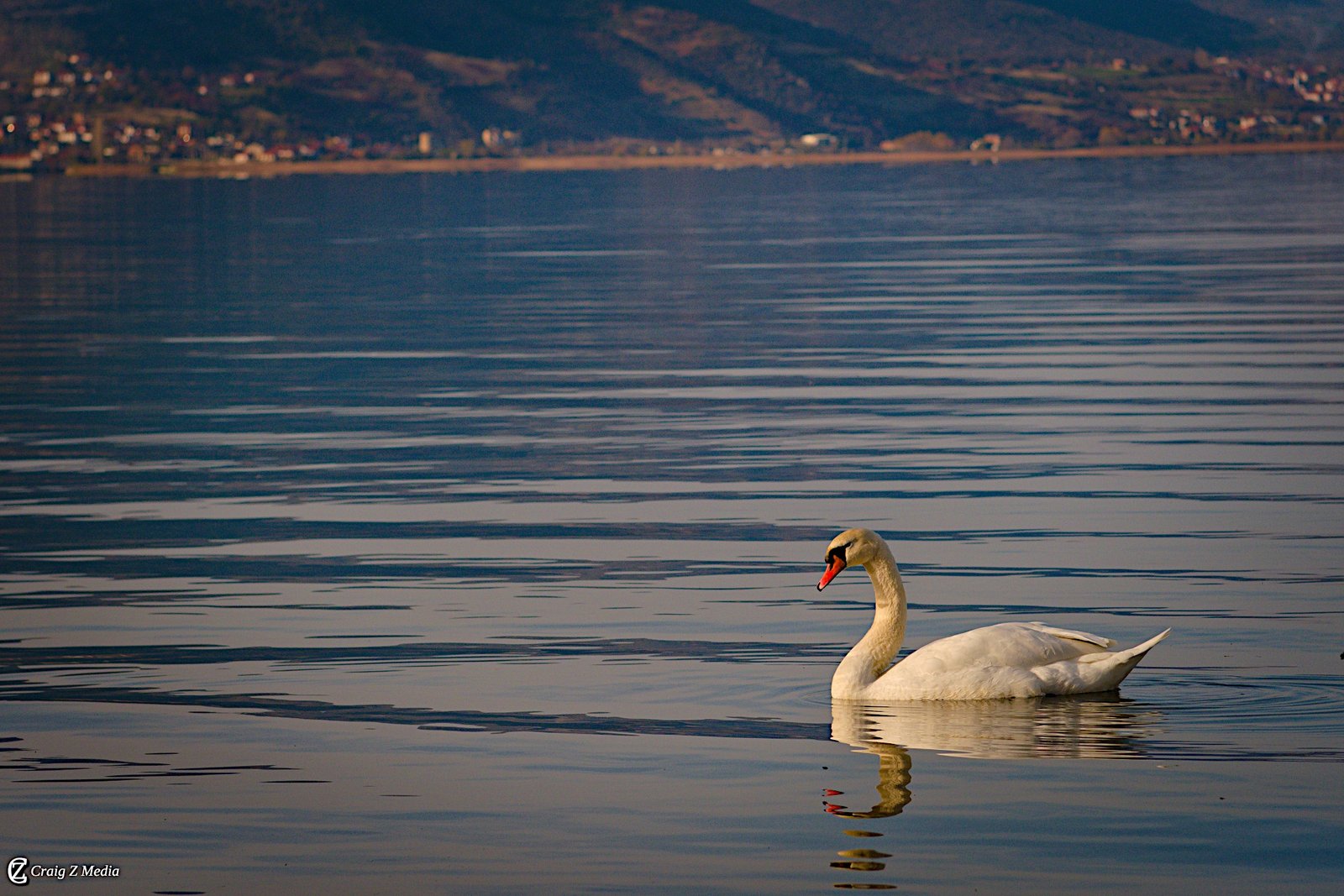 Swan on Lake Ohrid